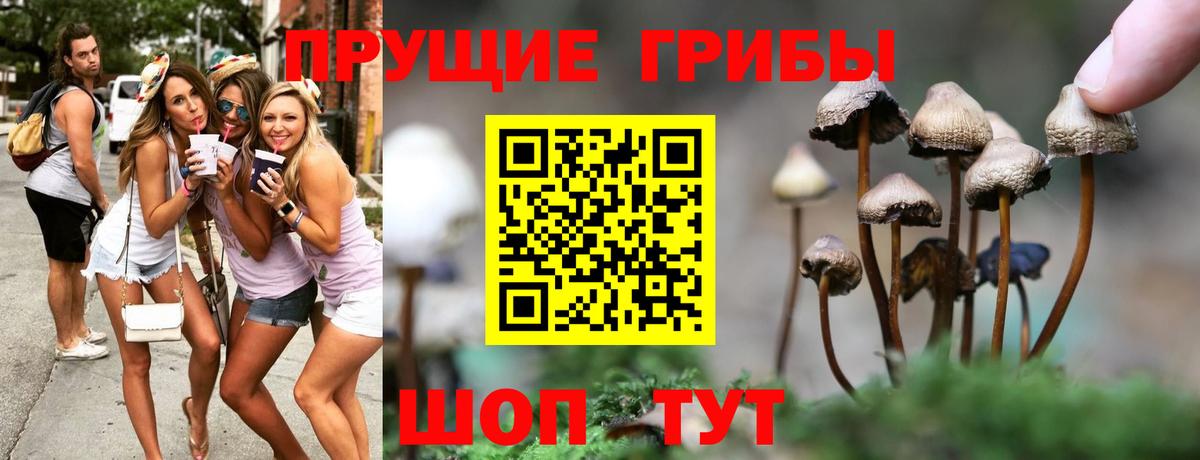 где купить наркотик  Псилоцибиновые грибы GOLDEN TEACHER  Вход с VPN  Псилоцибиновые грибы Cubensis  Новосибирск 
